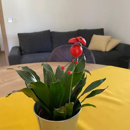 New Teravila *